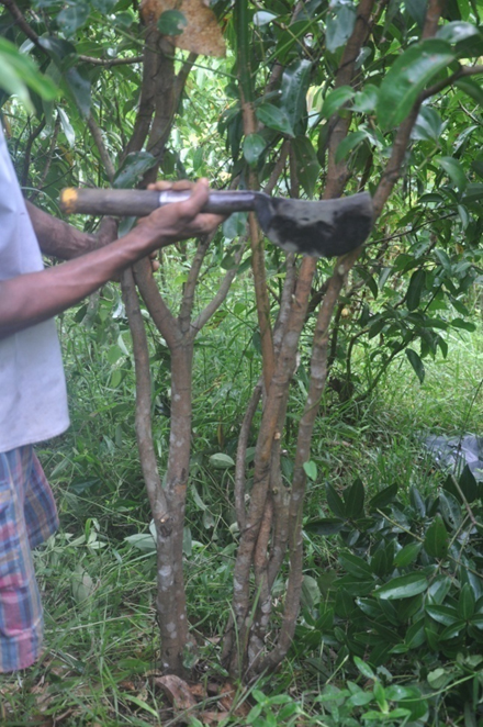 Cinnamon Harvesting